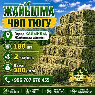 Үй жаныбарлары: Сено в тюках (Жайылма, город Кайынды) - Урожай: 2-й укос - — 1
