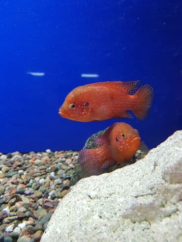 террариум для черепахи сухопутной купить: Аквариумные рыбки - Цихлиды ( американские и африканские), на любой — 4