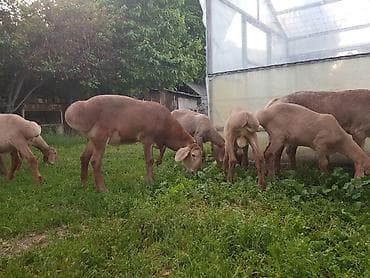 сколько стоят лысые кошки: Продаю | Ягненок, Баран (самец) | Арашан — 1