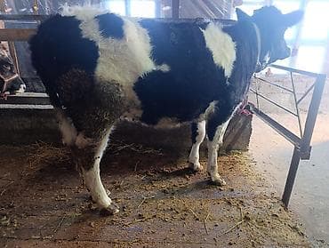 продаю тёлок: Продаю | Тёлка | Для молока | Привязанные — 3