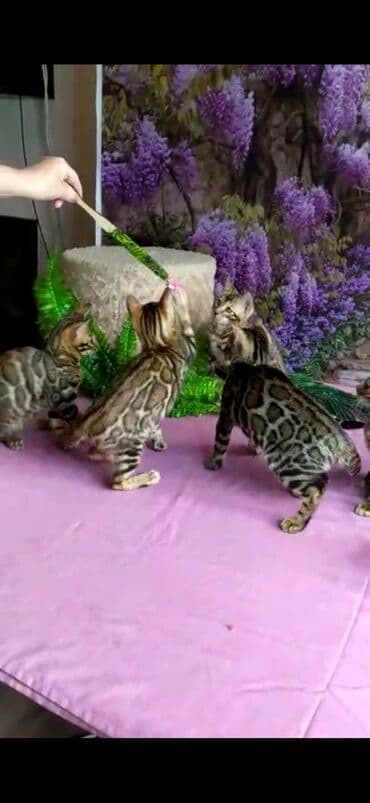 новорожденные котята: Бенгальские котята Проф.Питомник Бен Гла Мур предлагает.чудесных — 11