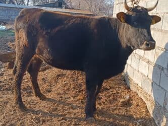 продаю музоо торпок корова самка бык самец айрширская ангус алатауская на забой для разведения на откорм племенные нетель привязанные: Продаю | Корова (самка) | Алатауская | Для разведения, Для молока | Племенные, Стельные — 6