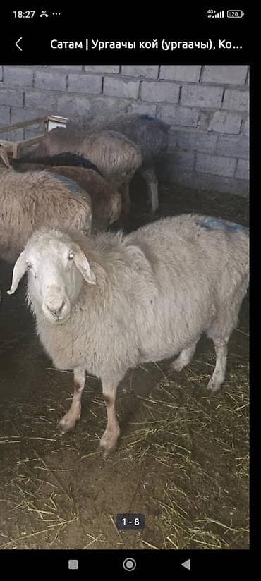 Продаю | Овца (самка) | Для разведения | Матка