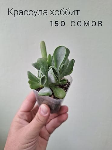 саженцы даром: 🌿 Комнатные цветы (укоренённые черенки/молодые растения/взрослые — 7