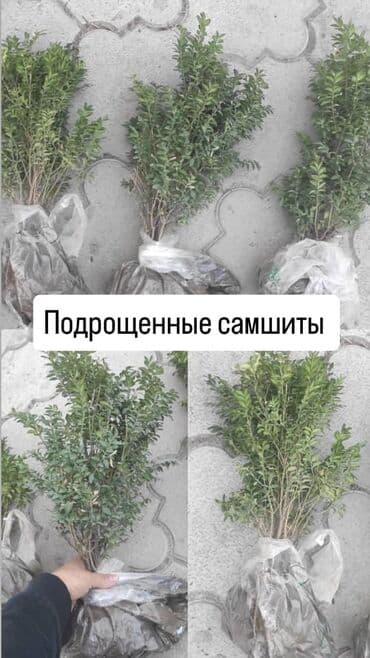 самшит декоративный кустарник: Рассада цветка: Самшиты — 1