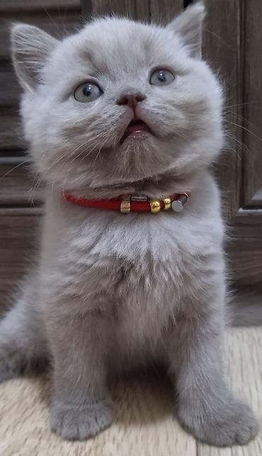 Кошки: Британские короткошёрстные котята, окрас лиловый (пастельно‑серый) — 1