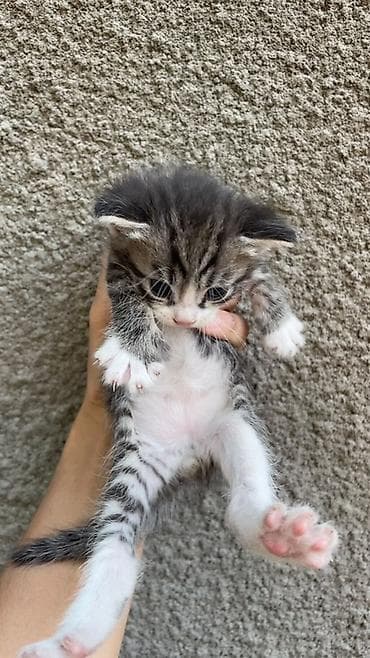 scottish fold: Отдам котят - Возраст: 1 месяц - Окрас: - Чёрно-белый с белой — 3