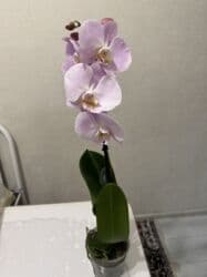 сколько стоят гипсофилы: Орхидеи сортовые в наличии.Цена от 800c-1600с.Бишкек — 14