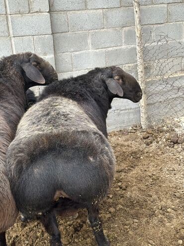 номер приюта для животных бишкек: Продаю | Ягненок, Баран (самец) | Гиссарская, Арашан | На забой, Для разведения, Для шерсти | Племенные — 5