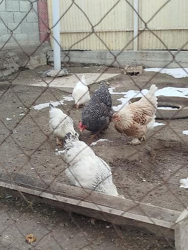 все для животных: Дамашный тооктор сатылат 5 тоок 1 короз бар активный алмашу жолдору — 2