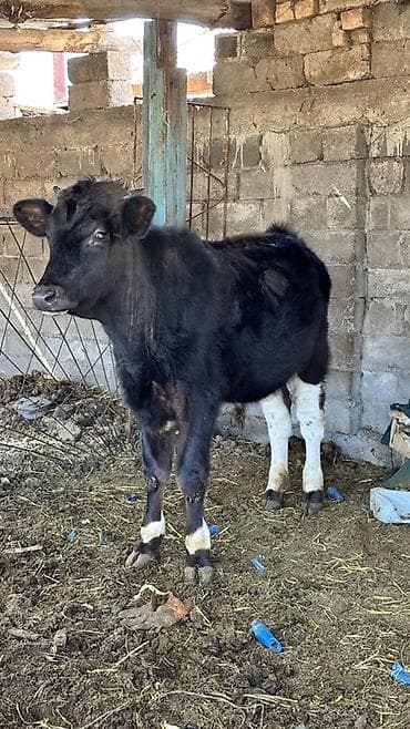 корова швиц алатоо: Продаю | Бык (самец) | Полукровка | На откорм | Отела не было — 2