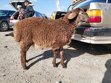 эркек ит алабай: Сатам | Ургаачы кой (ургаачы) | Көбөйтүү үчүн — 1
