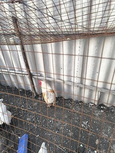 Кошки: Продаю | Петух | Домашняя | Для разведения — 2