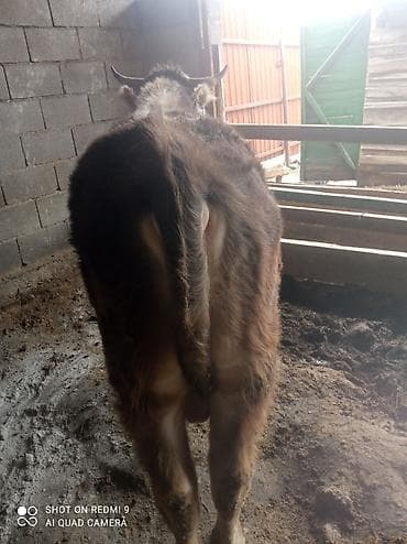 швейцарская кошка: Продаю | Бык (самец) | Полукровка | На откорм | Привязанные — 2