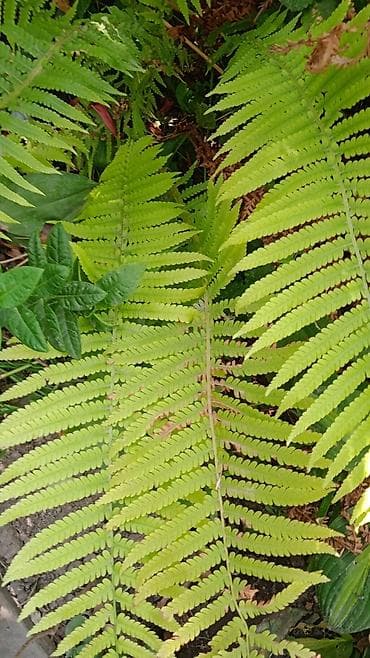 бахар май: Клематис Варшавский Найк,достигает до 3-4 м, цветет до снега — 4