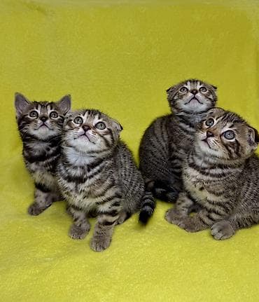 шатландские кошки: Шотландские вислоухие котята в полосатом окрасе табби - Порода — 2