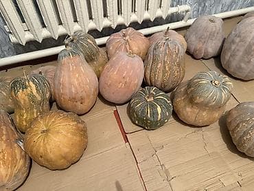 ош кийим: Тыквы домашних сортов, разные формы и размеры.( Бишкек) — 1