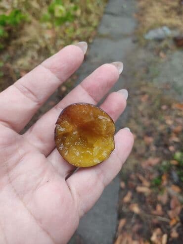 продаю сливы: Сливы домашние, венгерка Саженцы, уже плодоносили в этом году 4-5 — 4