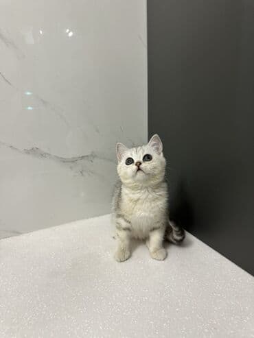 норвежская лесная кошка: Скотиш Страйт (Шотландская прямоухая), 2 месяца, Девочка, Приучена к лотку, С документами — 2