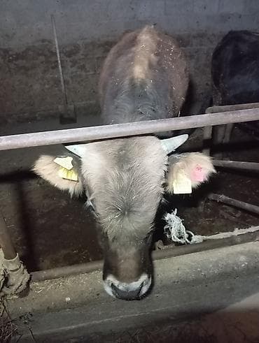 пидбуль собака: Продаю | Бык (самец) | На откорм | Привязанные — 2