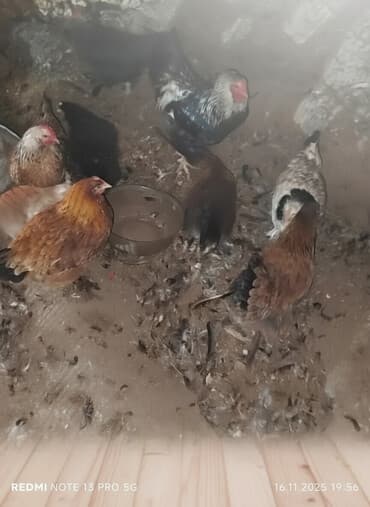 заводской инкубатор: Продаю | Куры | Домашняя | Для разведения — 2