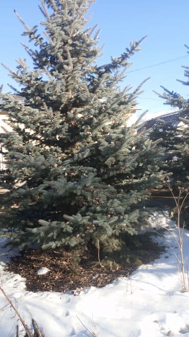 суп набор: Саженцы деревьев: Ели — 2