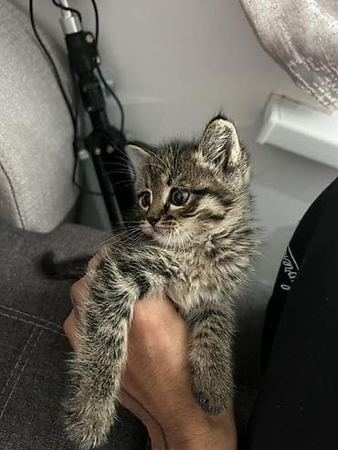 ежик живой: Котёнок-полосатик (домашняя короткошёрстная). Описание: - Окрас — 3