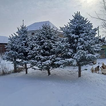 Саженцы деревьев: Ели