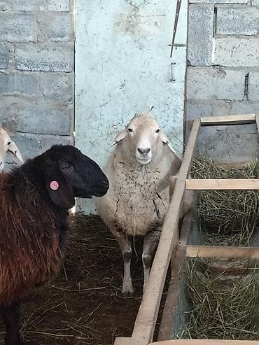 Животные: Продаю | Овца (самка) — 6
