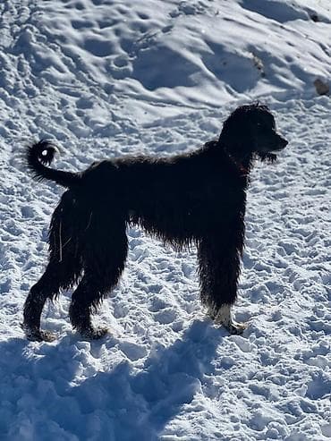 Иттер: Готовы к бронированию щенки породы Тайган чистокровные от лучших — 2