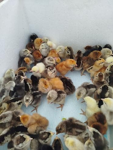 Спешите. Продаю суточных цыплят мясо яичного направления, Плимутрок