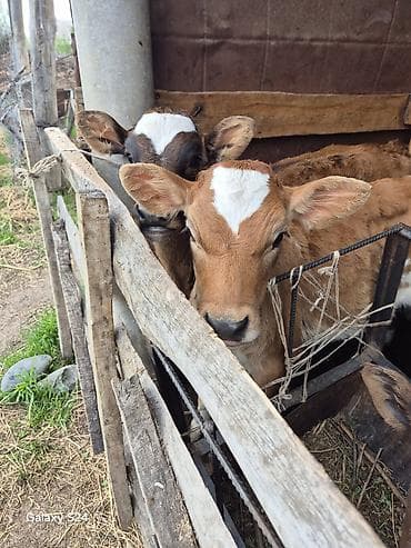 дрожжи кормовые купить: Продаю | Музоо, торпок | Полукровка | На откорм | Племенные — 2