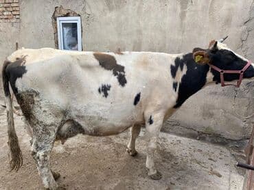 певчие птицы: Продаю | Корова (самка) | Для молока | Привязанные — 11