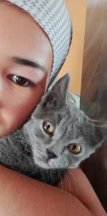 вислоухие коты серые: Плюшевый серый котёнок - Окрас: ровный серый (blue), густая короткая — 3