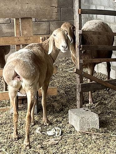 Продаю | Овца (самка) | Арашан | Для разведения | Матка — 3