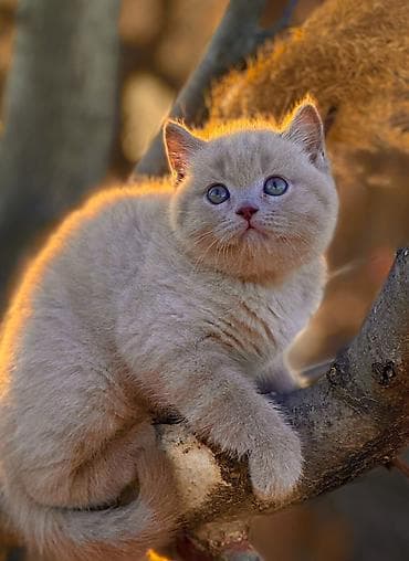 объявления о найденных собаках: Продаются котята British О питомнике: ✅ Официально зарегистрирован в — 1