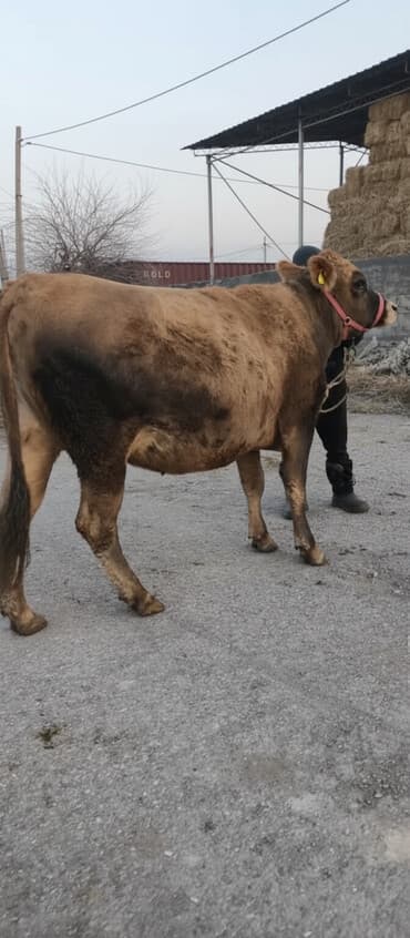 овчарка смешанная с дворнягой: Продаю | Тёлка | Швицкая, Симментальская, Джерсейская | Для разведения, Для молока | Племенные, Стельные, Искусственник — 2