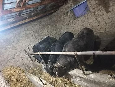 бычки симентал: Продаю | Бык (самец) | На откорм | Привязанные — 2