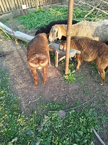 где можно купить енота: Продаю | Овца (самка) | Для разведения | Матка — 4