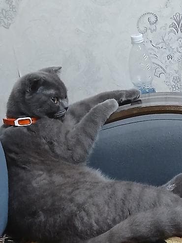 хара: Шотландский кот (скоттиш‑фолд), окрас сплошной серый (blue). Плюшевая — 1