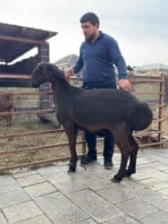 продажа козлов: Продаю | Овца (самка) | Арашан | Для разведения | Матка — 10