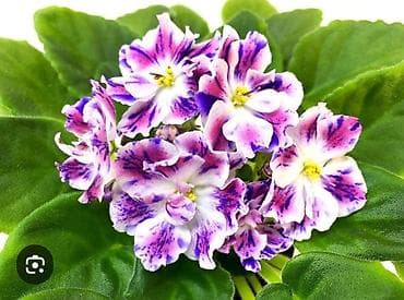 сокулук селекция: Продаю детки сортовых фиалок,около 200 сортов🌺🌿🌺. 100сом. Есть — 9