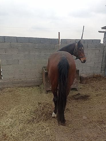 чистокровные лошади: Продаю | Конь (самец) | Рабочий | Племенные — 3