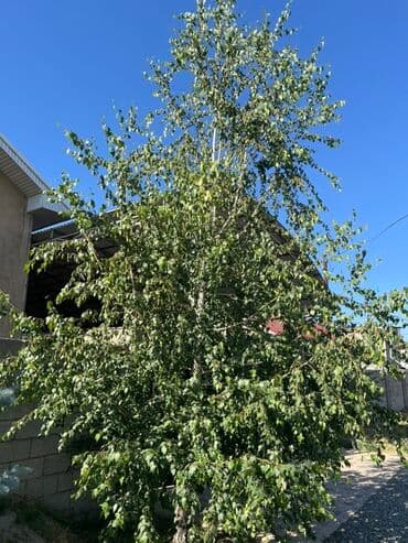 саженцы хвойных пород: Саженцы деревьев: Ели, Самовывоз — 5