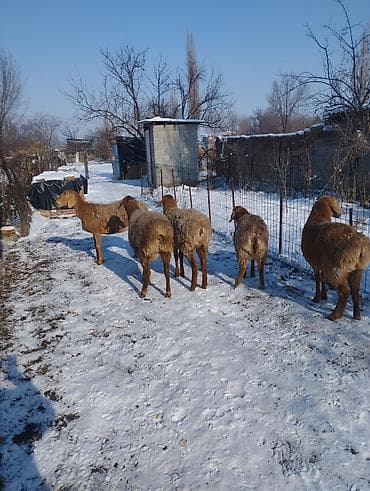 ат тай кунан: Продаю | Ягненок | Арашан | Для разведения | Матка, Ярка — 2