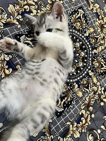 веслоухий кошка: Скотиш Фолд (Шотландская вислоухая), 1 месяц, Девочка, Белый, С прививками — 3