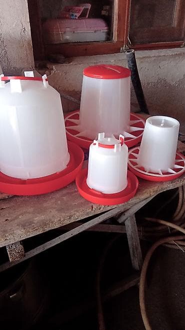 ежик живой: Продаю | Цыплята | Для разведения — 3