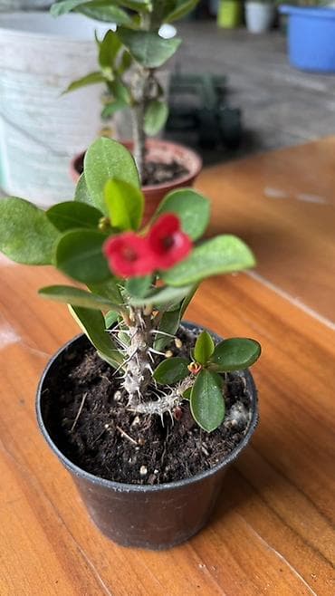 Үй жана бакча: Замиокулькас (Zamioculcas zamiifolia) в горшке. - Сортовое — 6