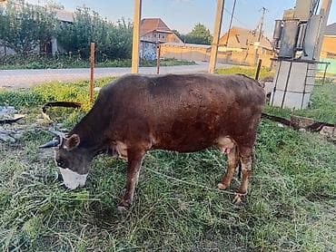 телки швиц: Продаю | Корова (самка) | Для молока | Привязанные — 1