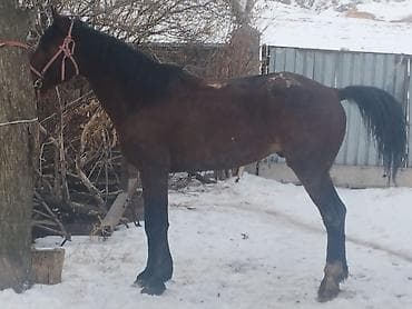 Башка жаныбарлар: Сатам | Байтал | Першерон | Жумушка — 2